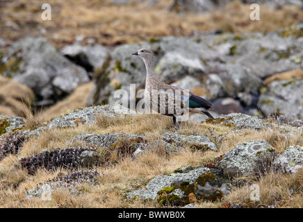 Blue-winged Goose (Cyanochen cyanopterus) adult male, standing in upland moorland, Bale Mountains N.P., Oromia, Ethiopia, april Stock Photo