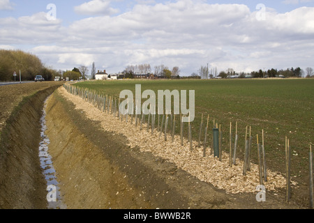 wood chips hedge hedging protectors wheat ditch new tubes hedgerow road planting newly field farmland protective saplings Stock Photo
