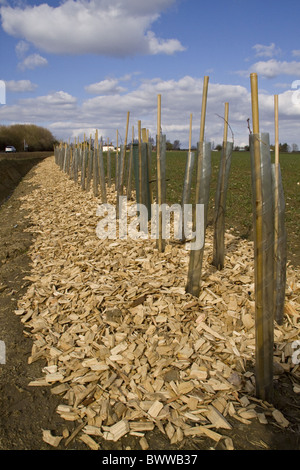 wood chips hedge hedging protectors wheat ditch new tubes hedgerow road planting newly field farmland protective saplings Stock Photo