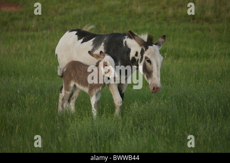 Feral Burro or Donkey (Equus asinus) (Equus africanus asinus) - Custer State Park - South Dakota - USA - mother and young Stock Photo