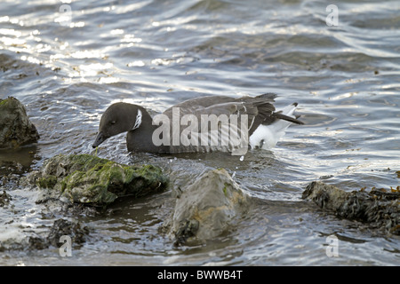 Brent Goose (Branta bernicla) adult, swimming, feeding on seaweed, Arcachon, Aquitaine, France, march Stock Photo