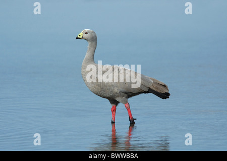 Cape Barren Goose (Cereopsis novaehollandiae) adult, in water, Murray Lagoon, Kangaroo Island, Australia Stock Photo