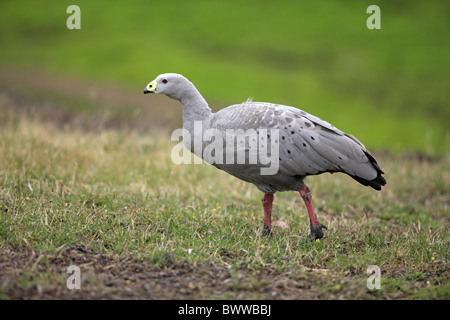 Cape Barren Goose (Cereopsis novaehollandiae) adult, walking, Australia Stock Photo