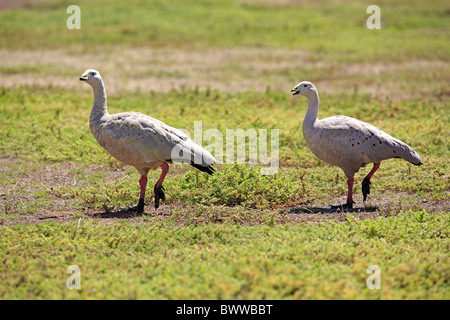 Cape Barren Goose (Cereopsis novaehollandiae) adult pair, calling, Australia Stock Photo