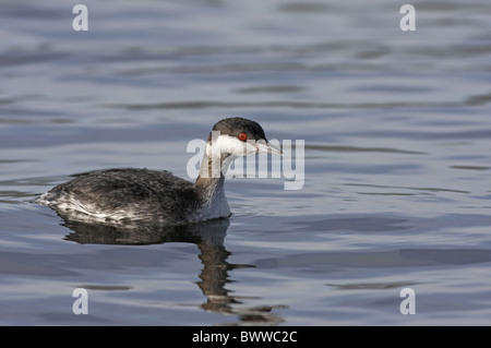 Slavonian Grebe (Podiceps auritus) adult, winter plumage, swimming on inland reservoir, Staffordshire, England, january Stock Photo