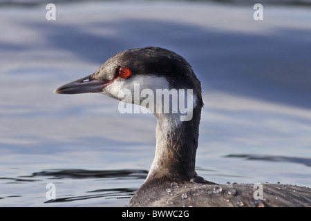 Slavonian Grebe (Podiceps auritus) adult, winter plumage, close-up of head, on water, Staffordshire, England, january Stock Photo