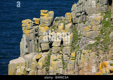 Rock formations, lichen and wild flowers, Land's End, Cornwall, England, United Kingdom Stock Photo