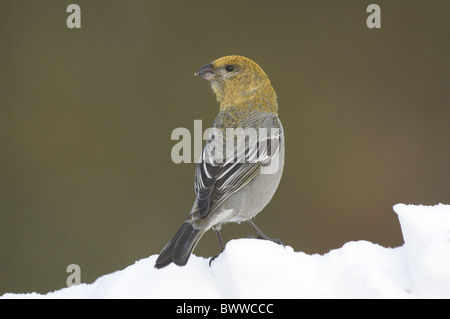 Pine Grosbeak (Pinicola enucleator) adult female, standing on snow, Kaamanen, Inari, Lapland, Finland, spring Stock Photo