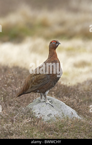 Red Grouse (Lagopus lagopus scoticus) adult male, standing on rock in moorland, Yorkshire, England, spring Stock Photo