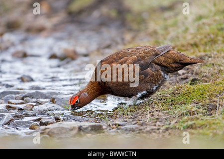Red Grouse (Lagopus lagopus scoticus) adult male, drinking, Yorkshire Moors, Yorkshire, England, march Stock Photo