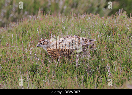 Red Grouse  lagopus scoticus chick Stock Photo
