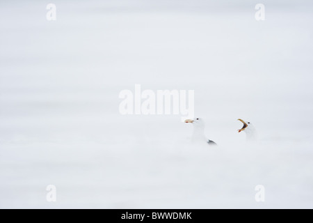 Great Black-backed Gull (Larus marinus) two adults, calling, standing in snow on frozen lake, Lokka, Sodankyla, Finland, winter Stock Photo