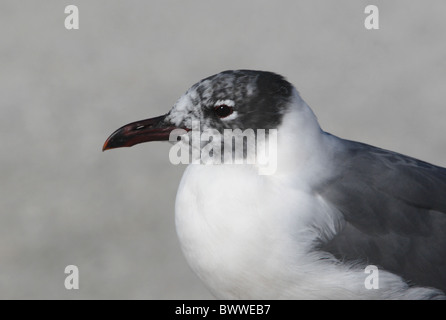 Laughing Gull (Larus atricilla) adult, moulting in breeding plumage, close-up of head, Sanibel Island, Florida, U.S.A., february Stock Photo