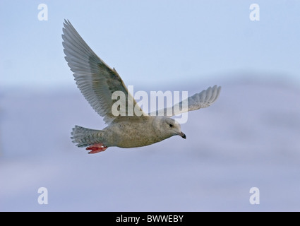 Iceland Gull (Larus glaucoides) immature, first winter plumage, in flight, Northern Norway, march Stock Photo