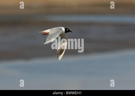 Saunder's Gull (Larus saundersi) adult, breeding plumage, in flight, Hebei, China, may Stock Photo