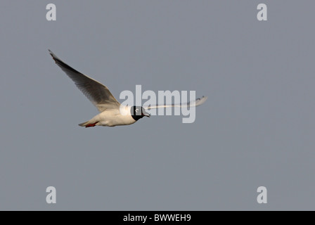 Saunder's Gull (Larus saundersi) adult, breeding plumage, calling, in flight, Hebei, China, may Stock Photo