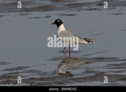 Saunder's Gull (Larus saundersi) adult, breeding plumage, walking on sandflats, Hebei, China, may Stock Photo