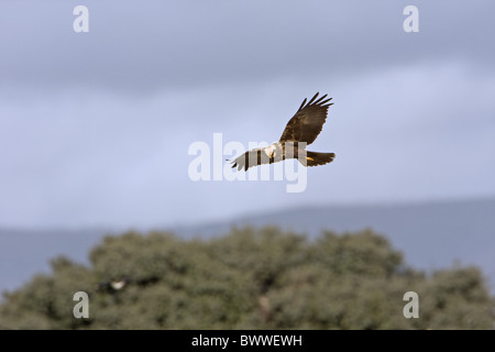 Western Marsh Harrier (Circus aeruginosus) adult female, in flight, hunting and quartering, Extremadura, Spain, february Stock Photo