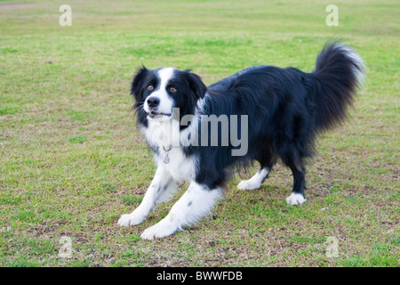 Border Collie alert, attention focused on something above him Stock Photo