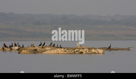 palustris crocodylus mugger intia taavetti heron gharial