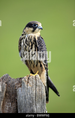 Eurasian Hobby (Falco subbuteo) adult, perched on stump, Germany Stock Photo