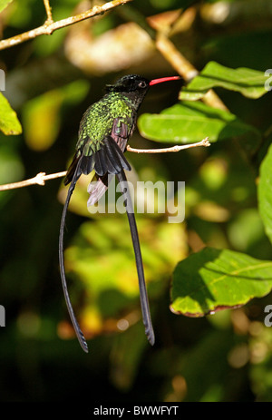 Red-billed Streamertail Hummingbird (Trochilus polytmus) adult male, sunning, perched on twig, Marshall's Pen, Jamaica, november Stock Photo