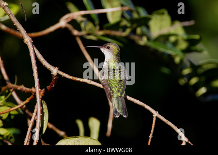 Red-billed Streamertail Hummingbird (Trochilus polytmus) adult female, perched on twig, Marshall's Pen, Jamaica, november Stock Photo