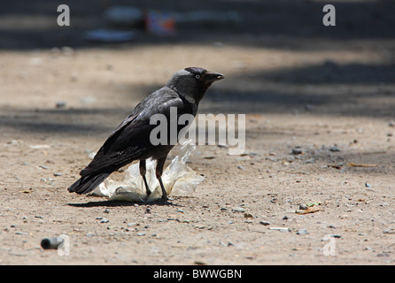 Jackdaw (Corvus monedula soemmerringii) adult, feeding on plastic bag in road, Almaty Province, Kazakhstan, june Stock Photo