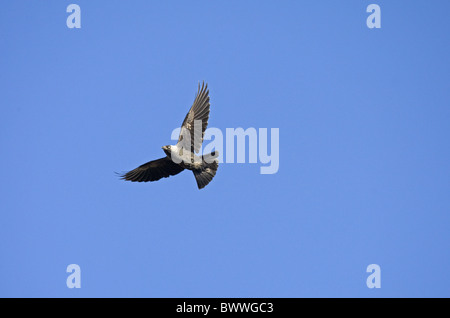 Jackdaw (Corvus monedula) adult, in flight, Spain Stock Photo