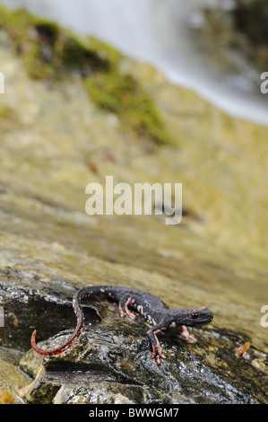 Amphibians endemism freshwater Italy Salamandrina perspicillata Vertebrates wide-angle salamander salamanders amphibian Stock Photo