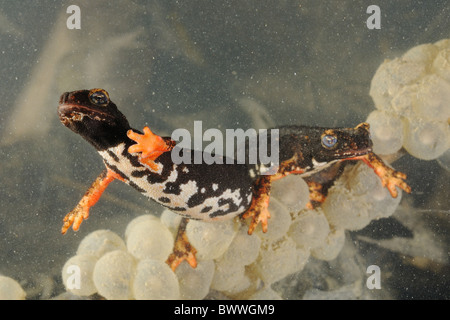 eggs Salamandrina perspicillata endemism amphibian salamander salamanders amphibian amphibians animal animals europe european Stock Photo