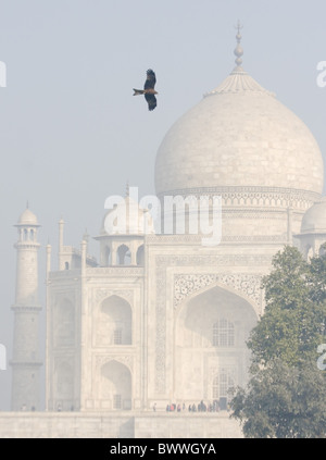 Black Kite (Milvus migrans) adult, in flight, soaring over mausoleum, Taj Mahal, Agra, Uttar Pradesh, India, january