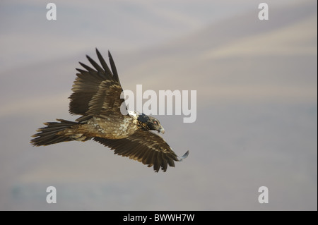 Lammergeier (Gypaetus barbatus) juvenile, in flight over valley, Giant's Castle, Drakensberg Mountains, Natal, South Africa Stock Photo