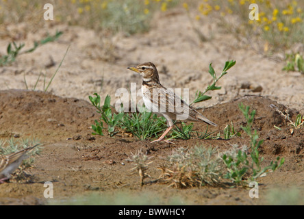 Bimaculated Lark (Melanocorypha bimaculata torquata) adult, standing at waterhole, Taukum Desert, Kazakhstan, june Stock Photo