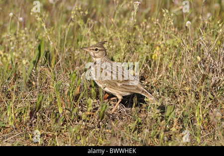 Crested Lark (Galerida cristata) adult, foraging on ground, Monfrague, Extremadura, Spain, april Stock Photo