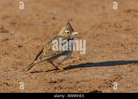 Crested Lark (Galerida cristata riggenbachi) adult, standing on sandy ground, near Essaouira, Morocco, may