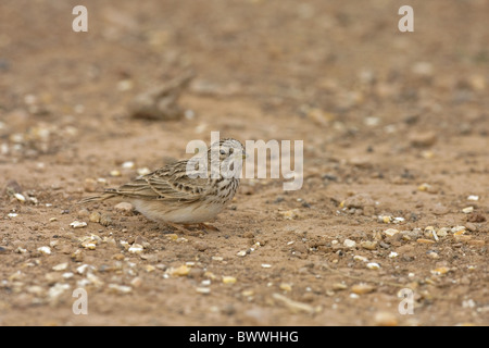 Lesser Short-toed Lark (Calandrella rufescens) adult, feeding on ground, Lanzarote, Canary Islands Stock Photo