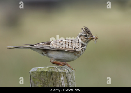 Skylark (Alauda arvensis) adult male, with insects in beak, standing on fence post, North Wales, june Stock Photo