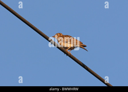 Woodlark (Lullula arborea pallida) adult, perched on powerline, Morocco, april Stock Photo