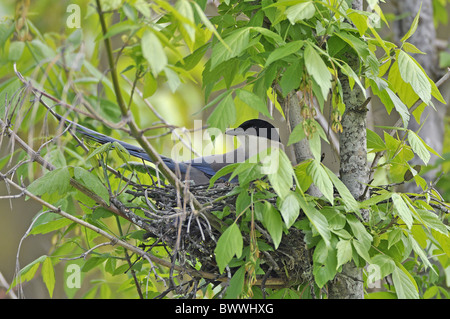 Azure-winged Magpie (Cyanopica cyana) adult, sitting on nest in tree, Monfrague, Extremadura, Spain, april