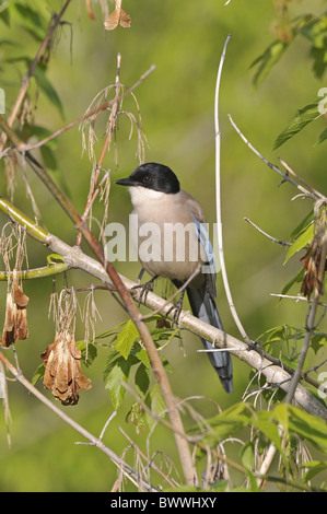 Azure-winged Magpie (Cyanopica cyana) adult, perched in tree, Monfrague, Extremadura, Spain, april