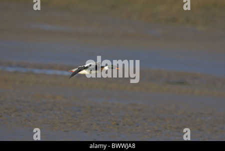 Red-breasted Merganser (Mergus serrator) adult male, in flight over coastla wetland, Norfolk, England Stock Photo