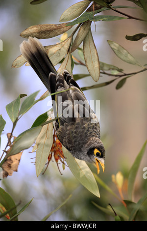 Noisy Miner (Manorina melanocephala) adult, feeding on nectar, hanging in tree, Australia Stock Photo