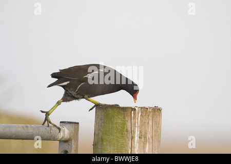 Common Moorhen (Gallinula chloropus) adult, feeding on droppings on fence post, Norfolk, England, winter Stock Photo