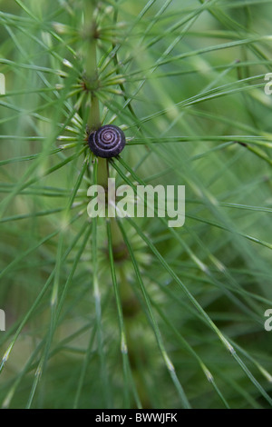 A spiral snail shell rests on a horsetail plant Stock Photo