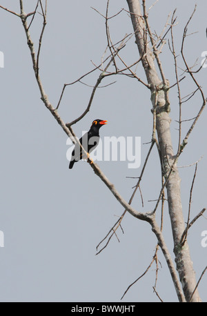 Common Hill Myna (Gracula religiosa religiosa) adult, panting, perched in dead tree, Sabah, Borneo, Malaysia, january Stock Photo