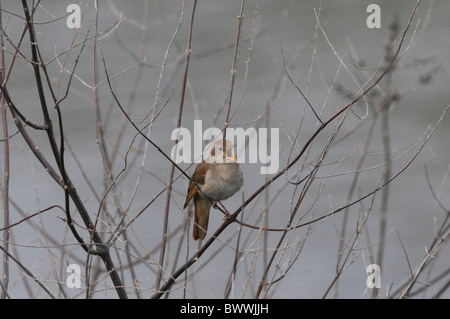 Common Nightingale (Luscinia megarhynchos) adult, singing, perched on twig, Lesvos, Greece, april Stock Photo