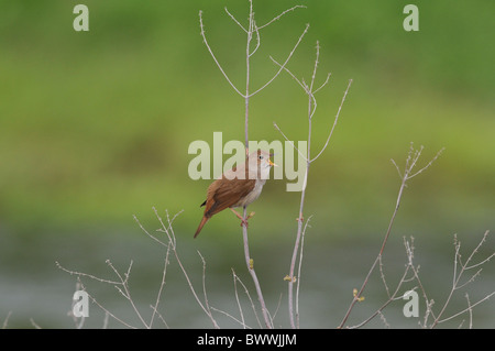Common Nightingale (Luscinia megarhynchos) adult, singing, perched on twig, Lesvos, Greece, april Stock Photo