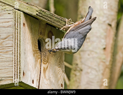 European Nuthatch (Sitta europaea) adult, with insects in beak, returning to nestbox to feed chicks, England Stock Photo