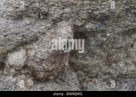 Western Rock-nuthatch (Sitta neumayer) mud nest on rockface, Lesbos, Greece, may Stock Photo